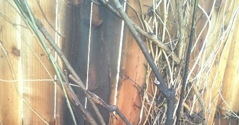 Drawing a Fine Line : New year