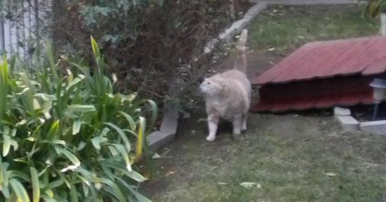 Drawing a Fine Line : Christmas